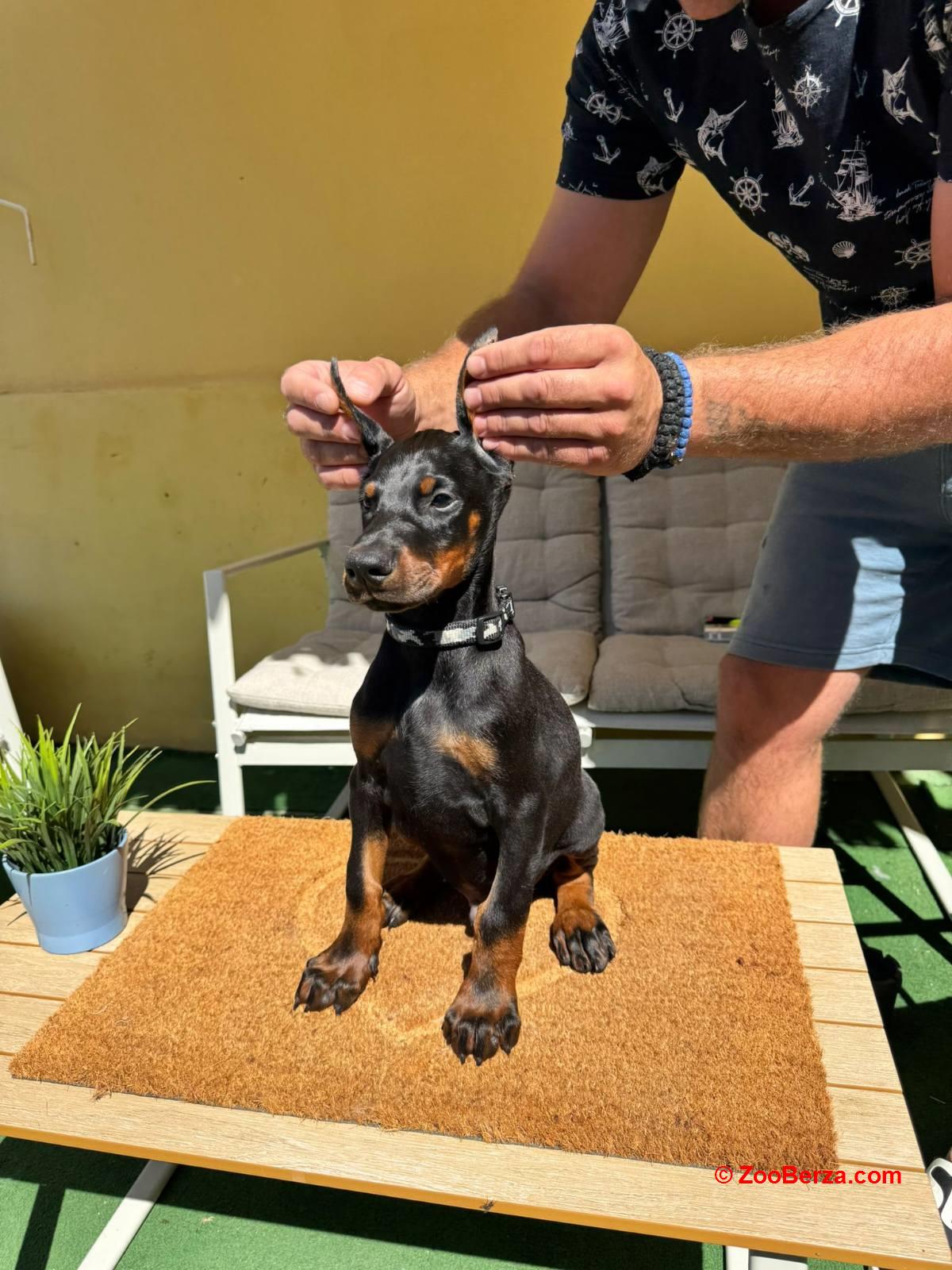 Doberman stenci