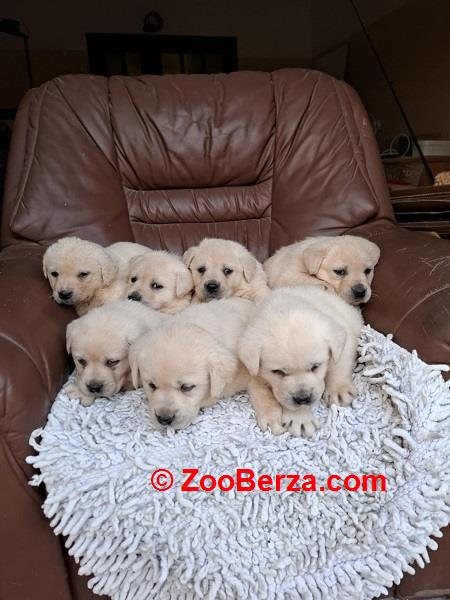 Labrador retriver štenci bele boje 