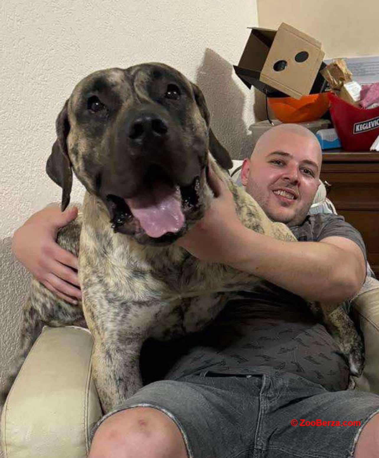 Preca Canario Kanarska doga mužjak