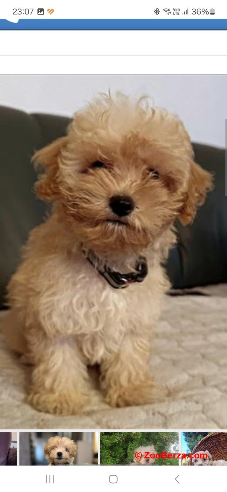 Maltipoo štenci