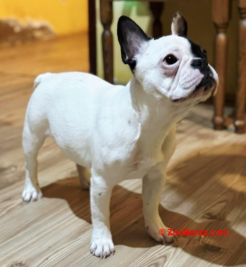 Francuski Buldog prelepo štene
