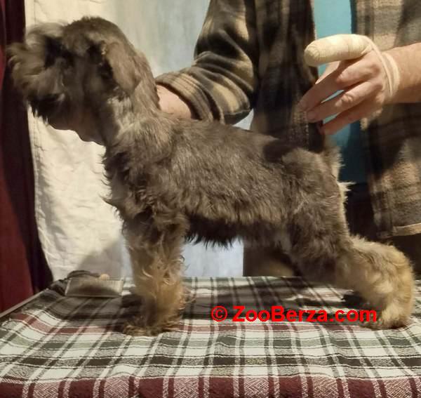 Štenci patuljastih šnaucera vrhunskih krvnih linija 