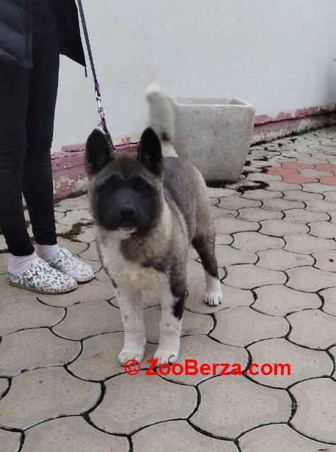 Američka Akita žensko štene