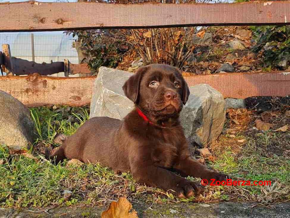 Labrador retriver čokoladni štenci