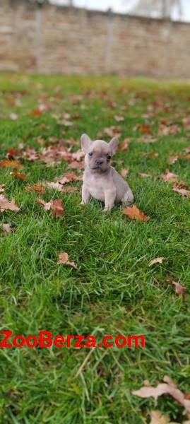 Francuski  buldog štenci egzotičnih boja