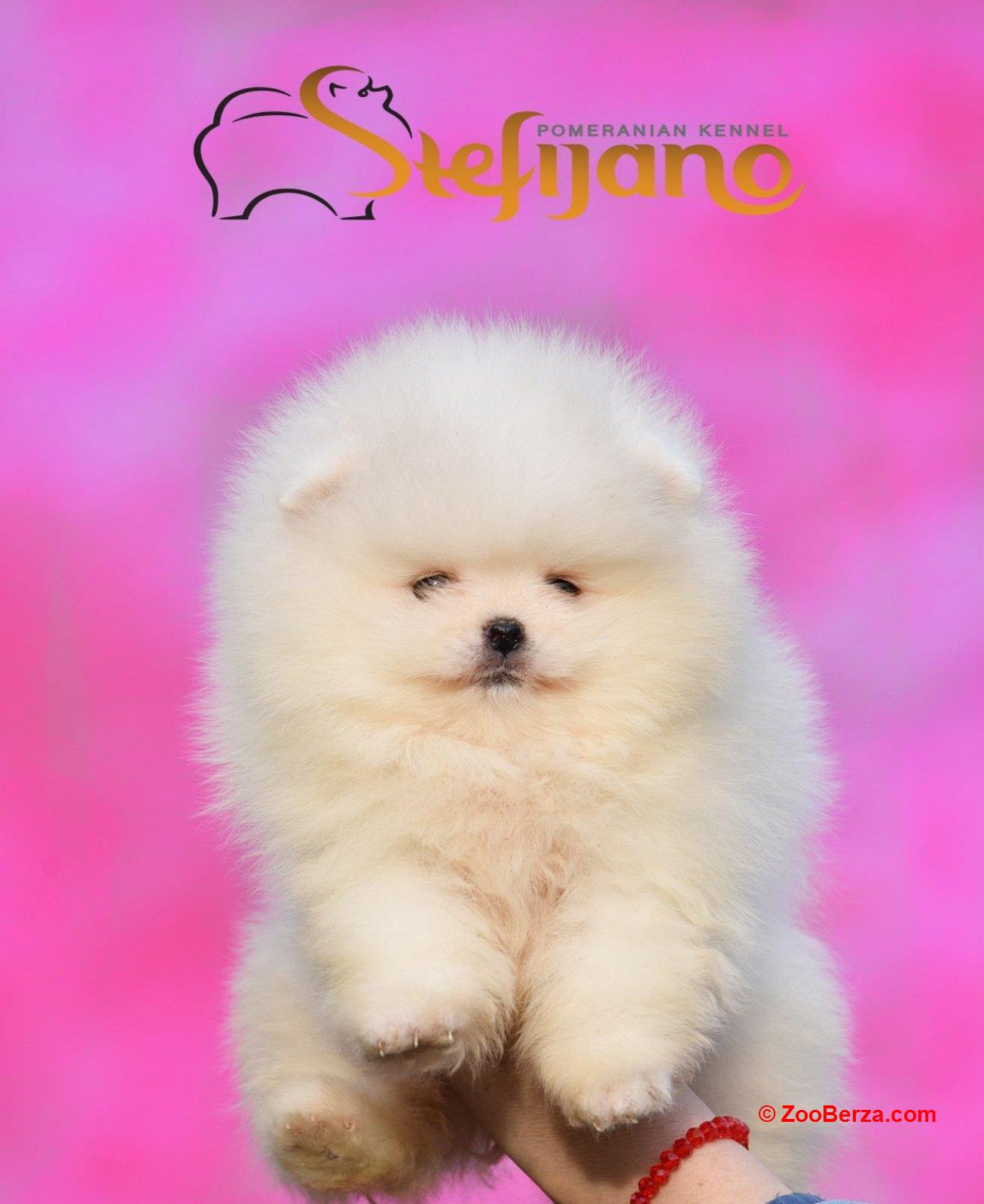 Pomeranac Boo štenci