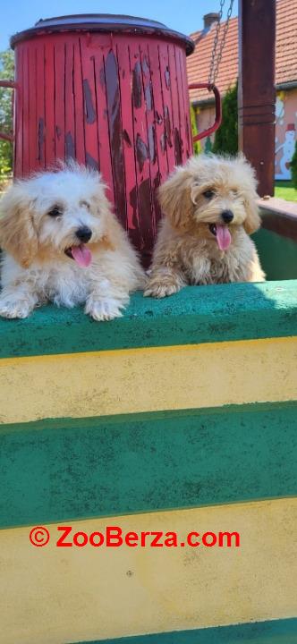 Maltipoo-Bipooo 