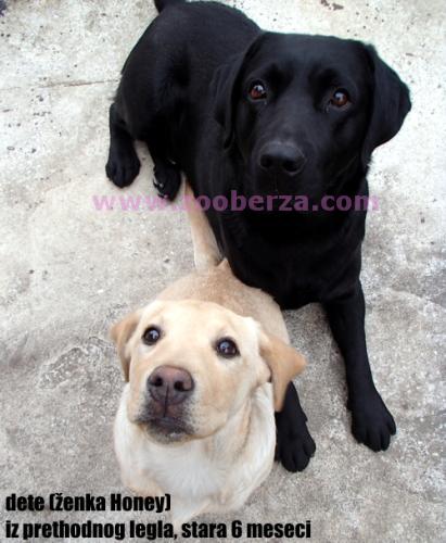 Labrador Retriever spreman za parenje