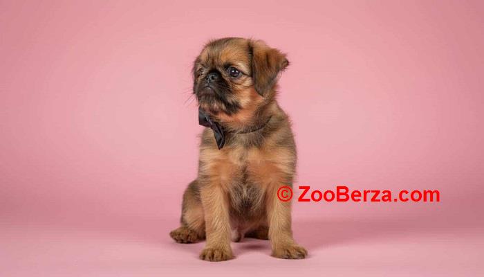 Briselski Grifon – vrhunsko muško štene