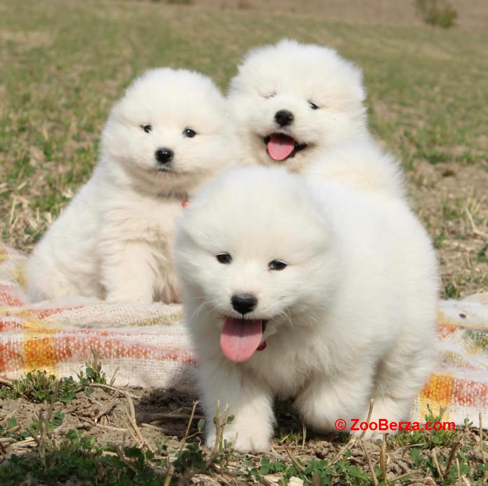 Samojed prelepi štenci