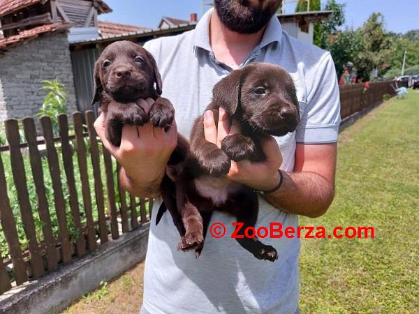 Labrador retriver, čokoladno leglo  