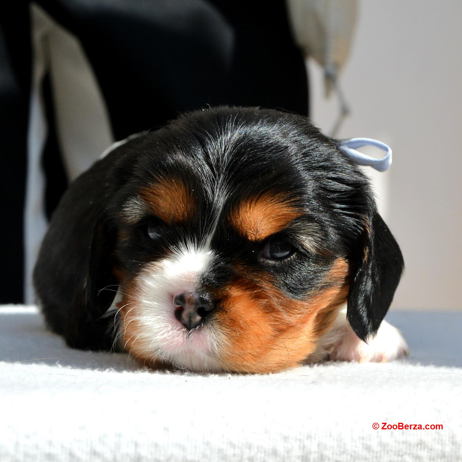 Cavalier King Charles Spaniel