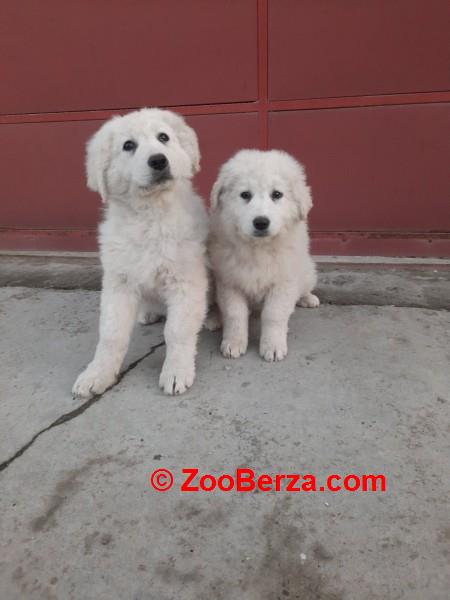 Madjarski kuvasi cistokrvni