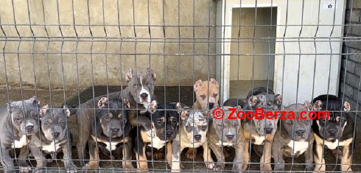 American bully XL / XXL