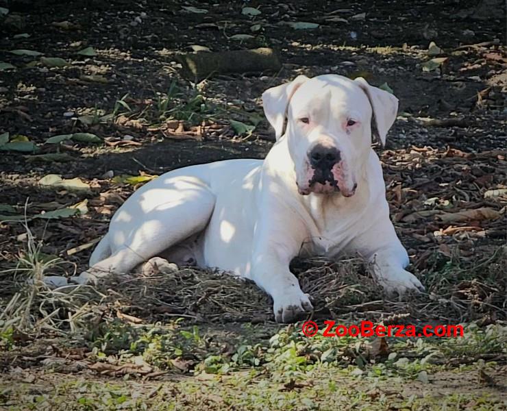 Dogo Argentino,mužijak slobodan za parenje