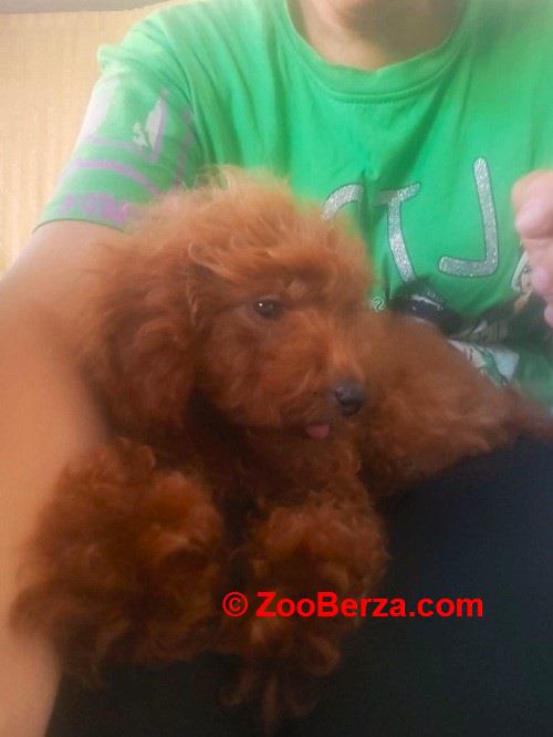 Crvena toy pudla  