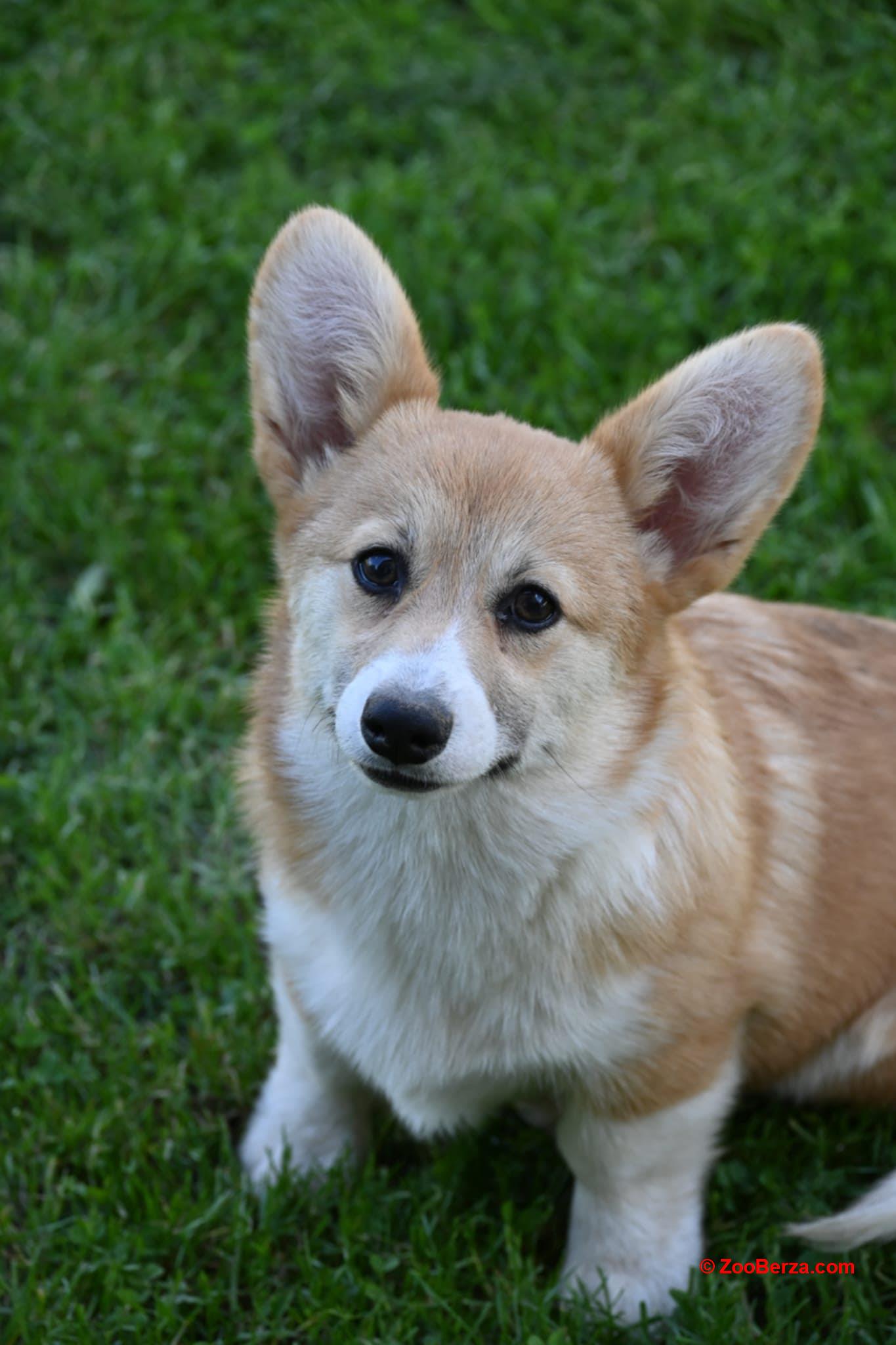 Velski korgi/Welsh Corgi Pembroke