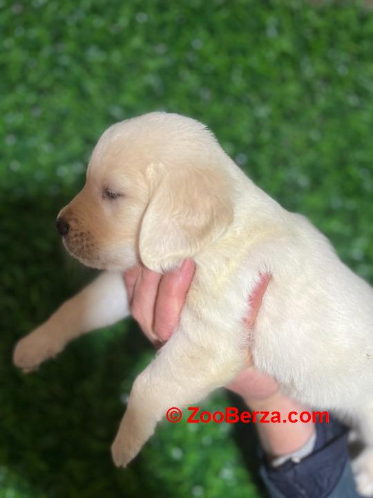 Zlatni retriver stenci