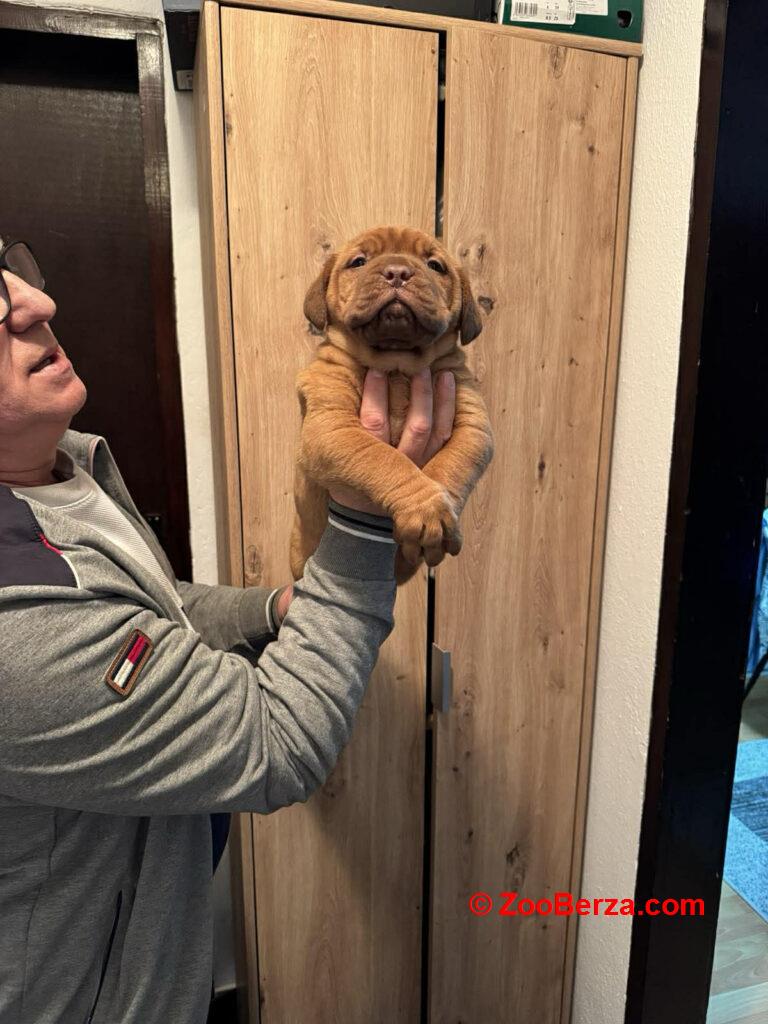 Bordoska Doga (Dogue de Bordeaux) prelepi stenci