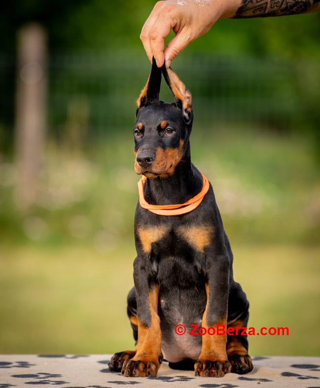 Doberman prelepi štenci