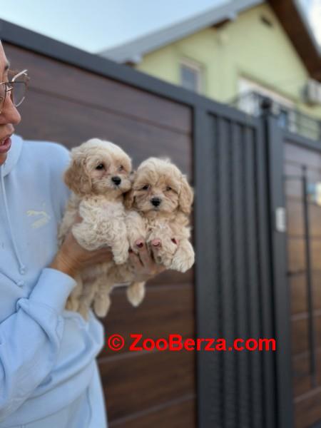 Maltipoo stenci