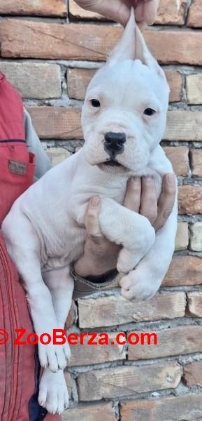 Dogo Argentino stenci