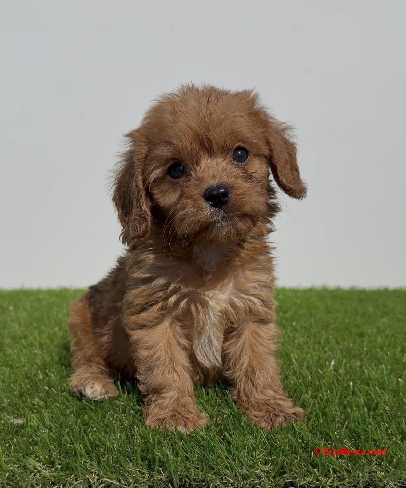 Cavapoo-Kavapu (cavalier king charles spaniel + pudla)