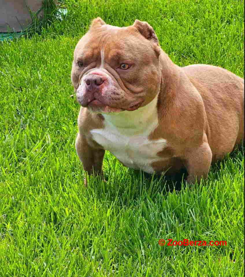 American Bully pocket i egzotic u lilac i coko boji 