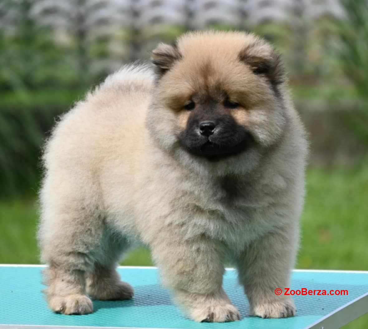 Chow Chow Cau Cau Čau Čau