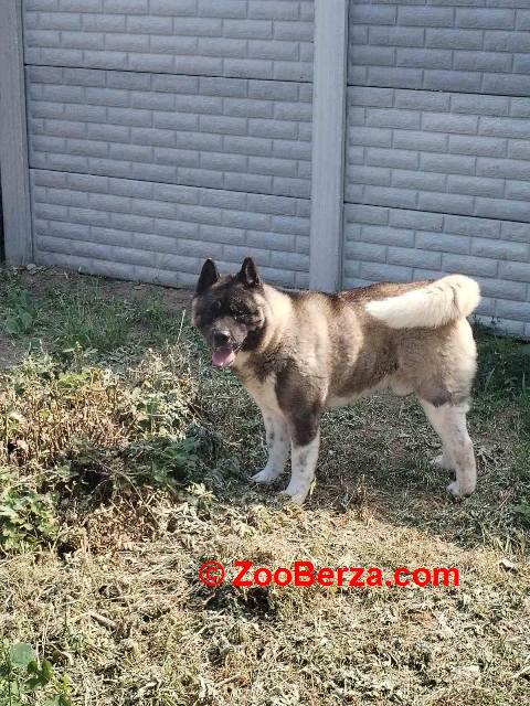 Americka Akita, mužjak, parenje