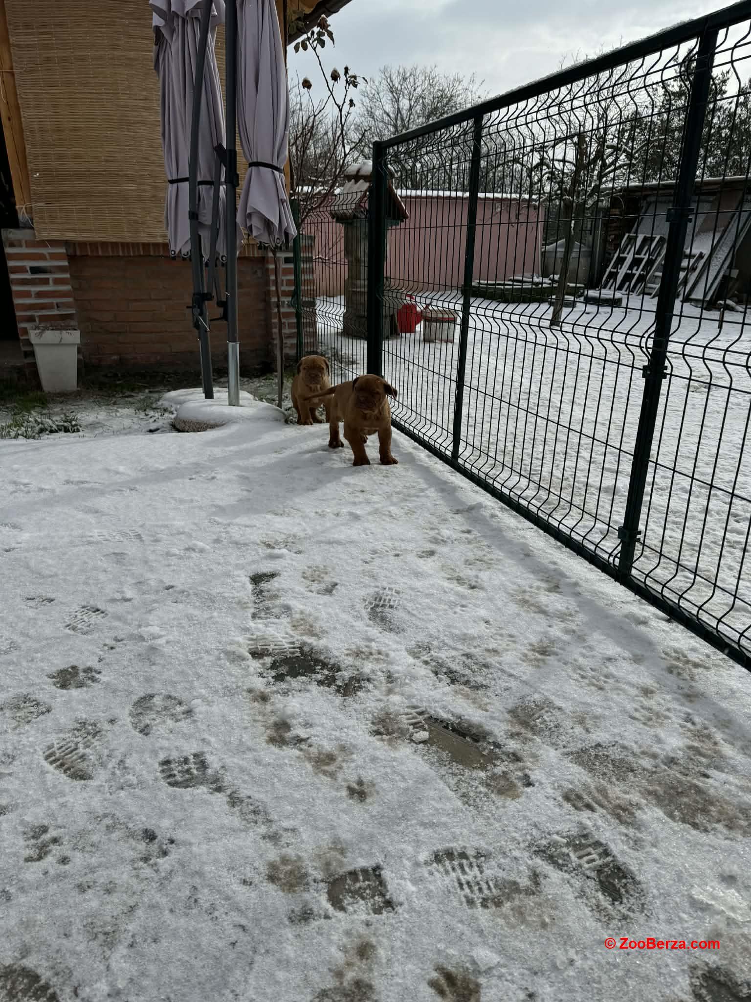 Bordoška doga štenci