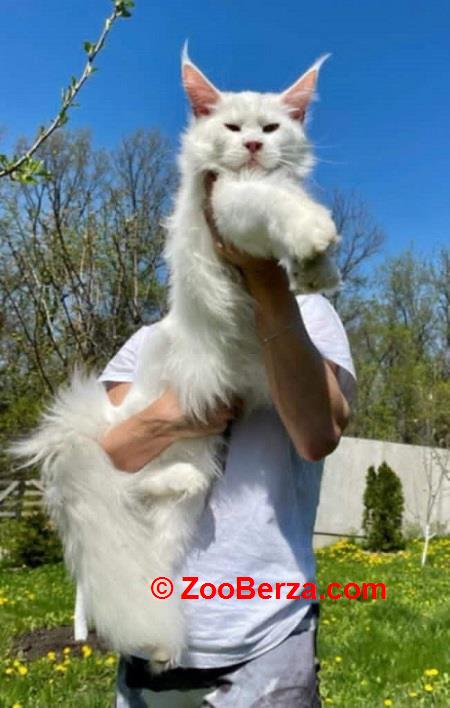 Maine Coon mačići