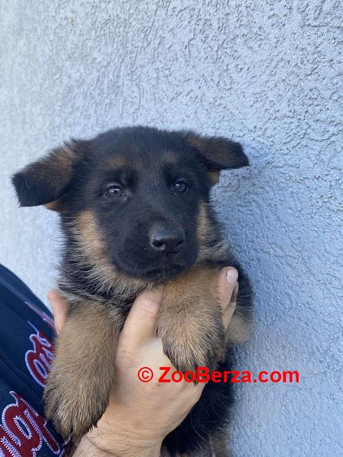 Štenci NEMAČKOG OVČARA