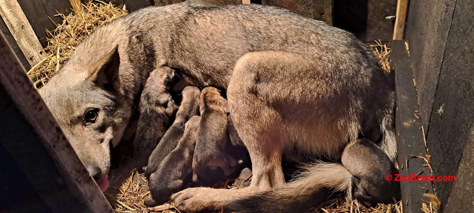 Češkoslovački vučiji pas štenci