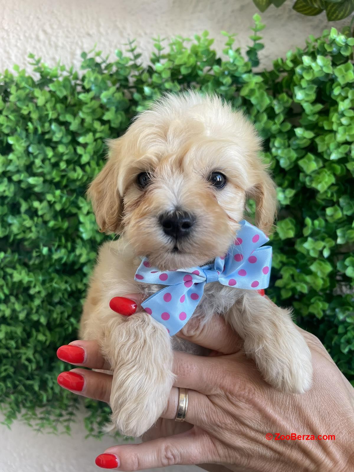 Maltipoo prelepi stenci
