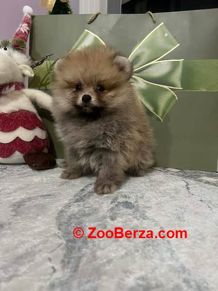 Pomeranac, štenci vrhunskog kvaliteta