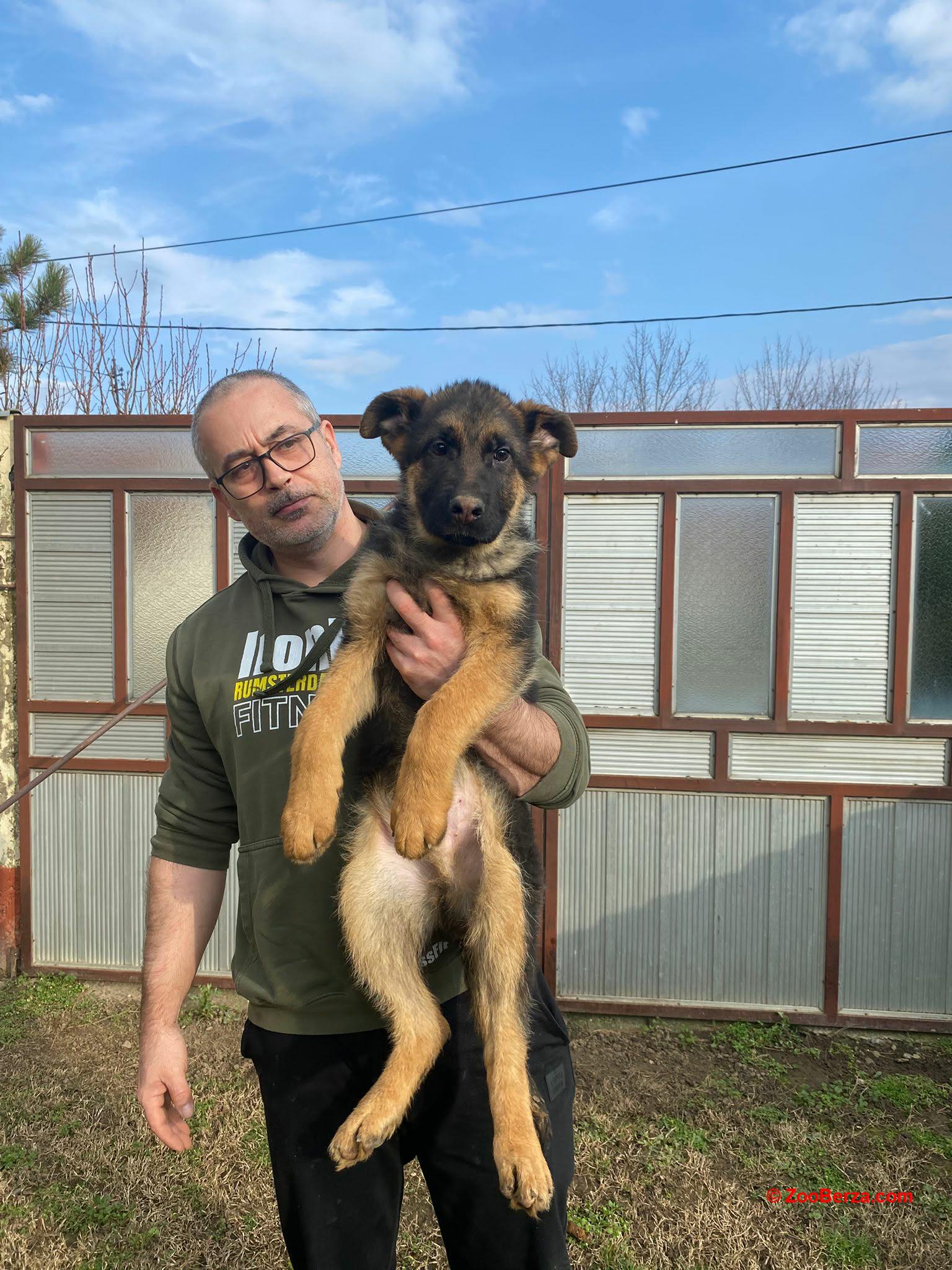 Nemački ovčar kratkodlaki, štenci u ponudi