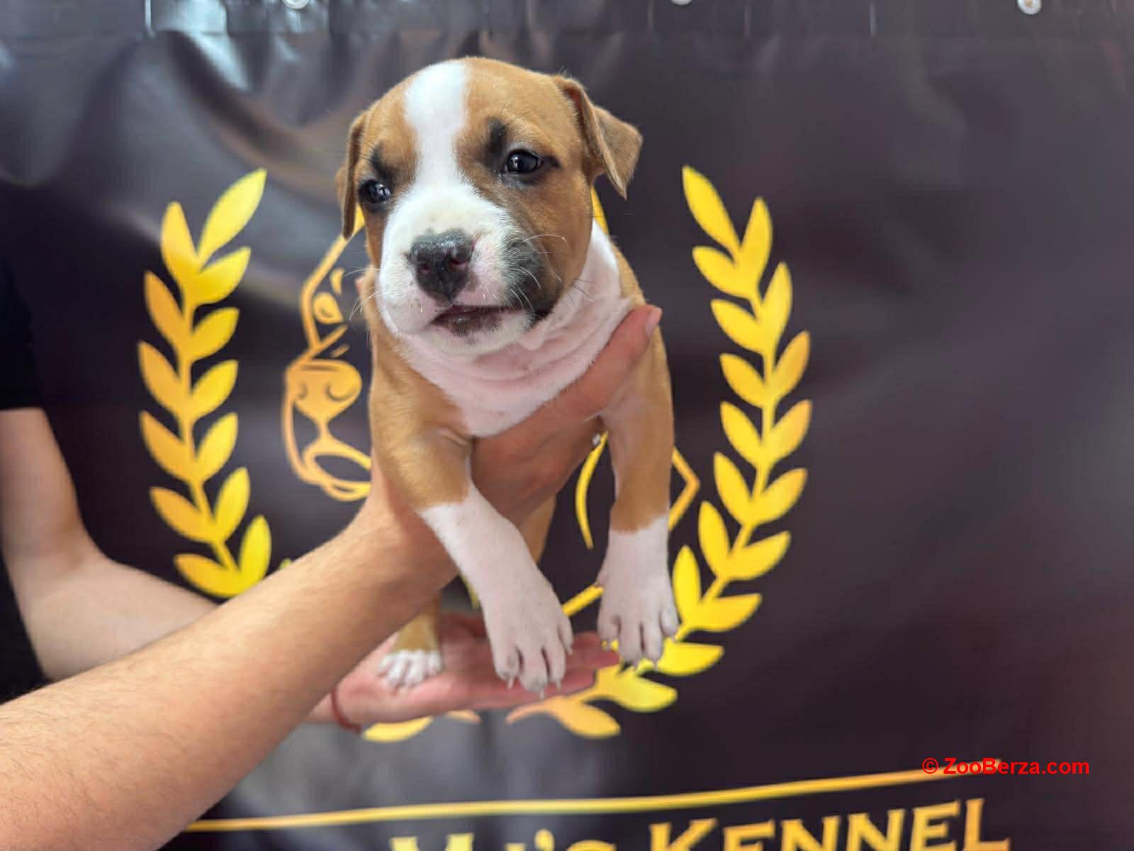 Američki Stafordski Terijer štenci 