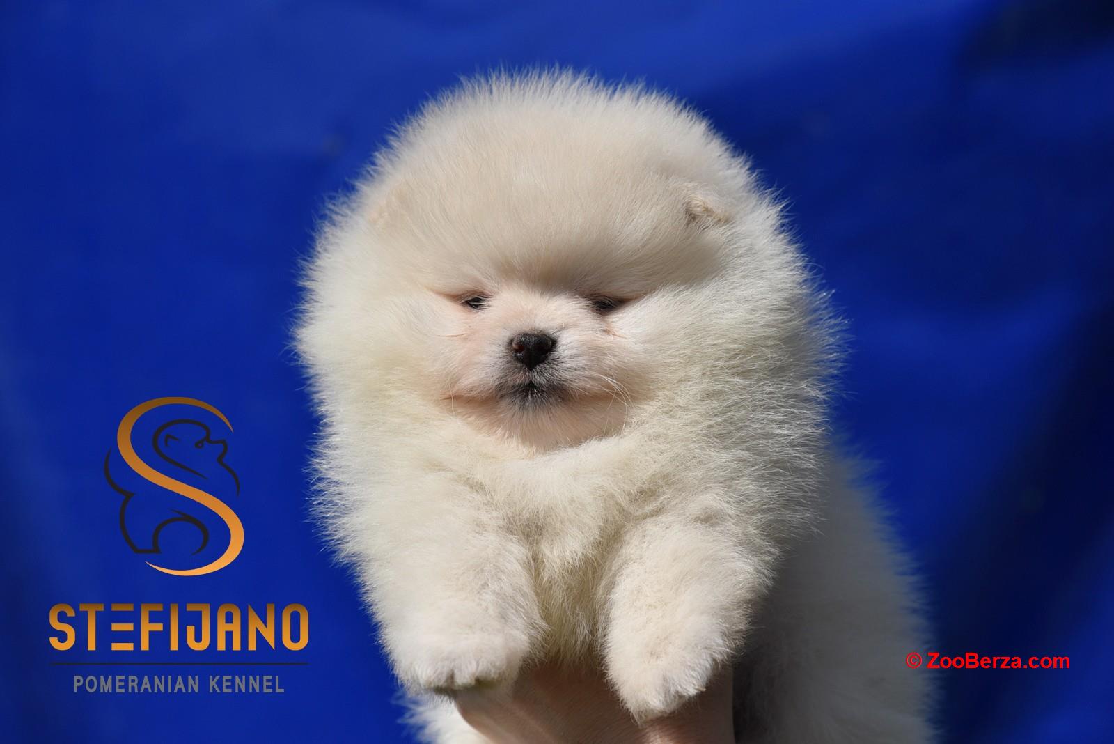 Pomeranac BOO medvedići, Pomeranski Špic štenci
