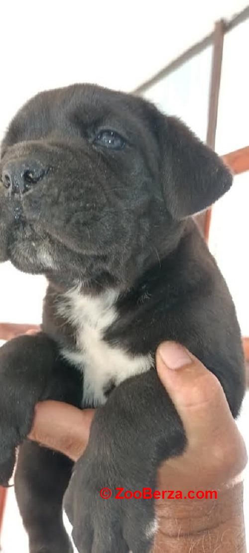 Cane Corso
