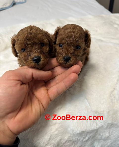 Crvene i aprikot toy pudle