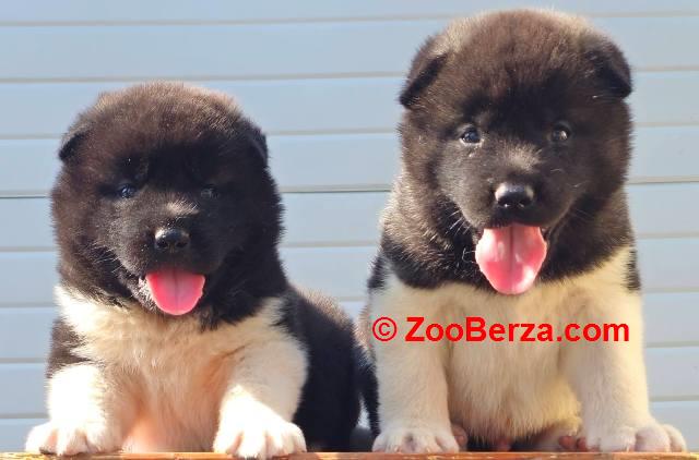 Američka Akita, štenci