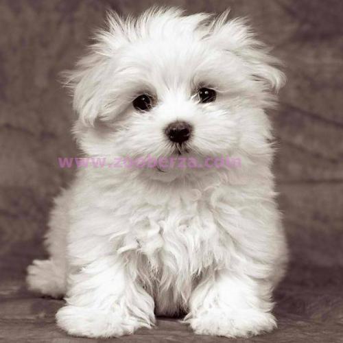 Maltezer