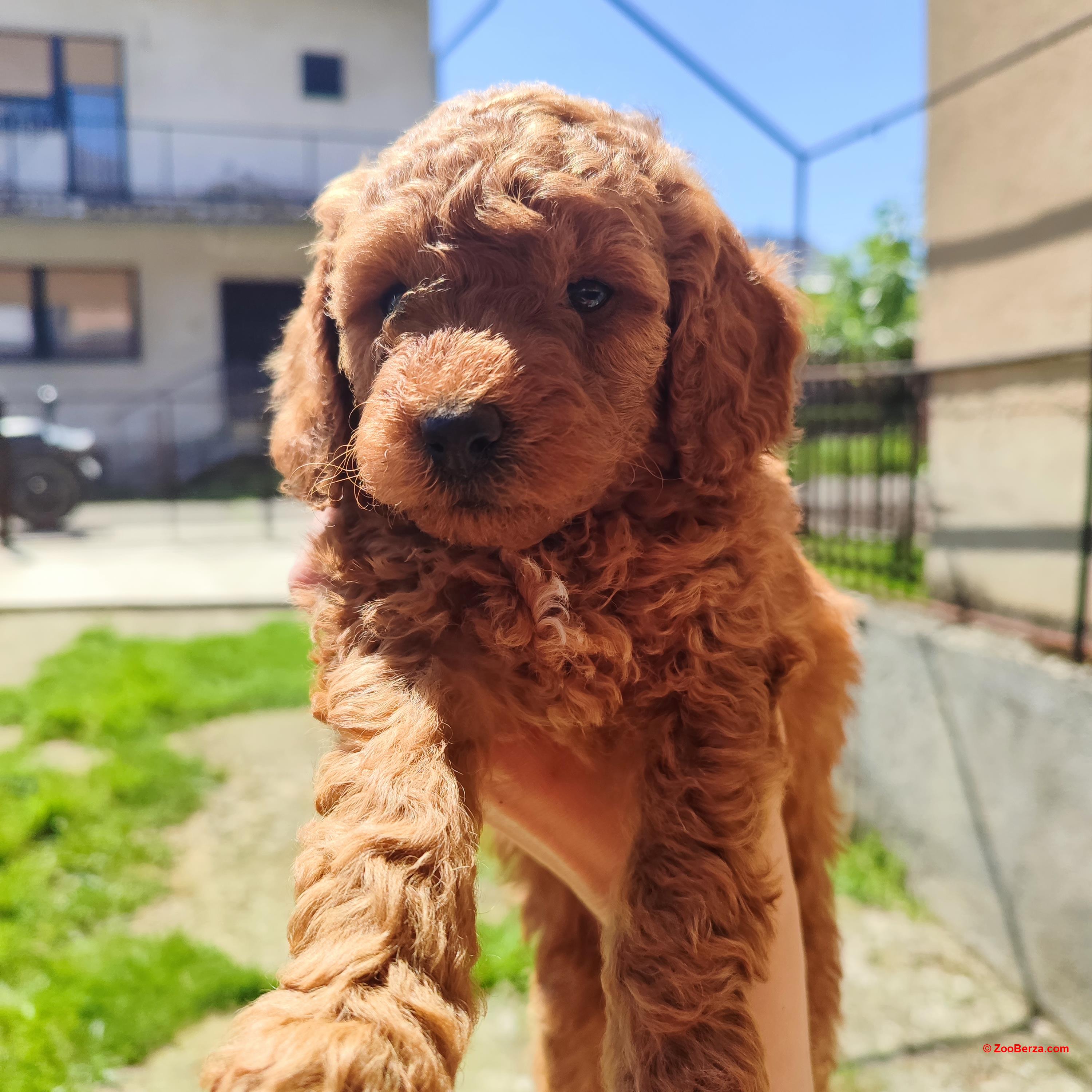 Crvena mini pudla 