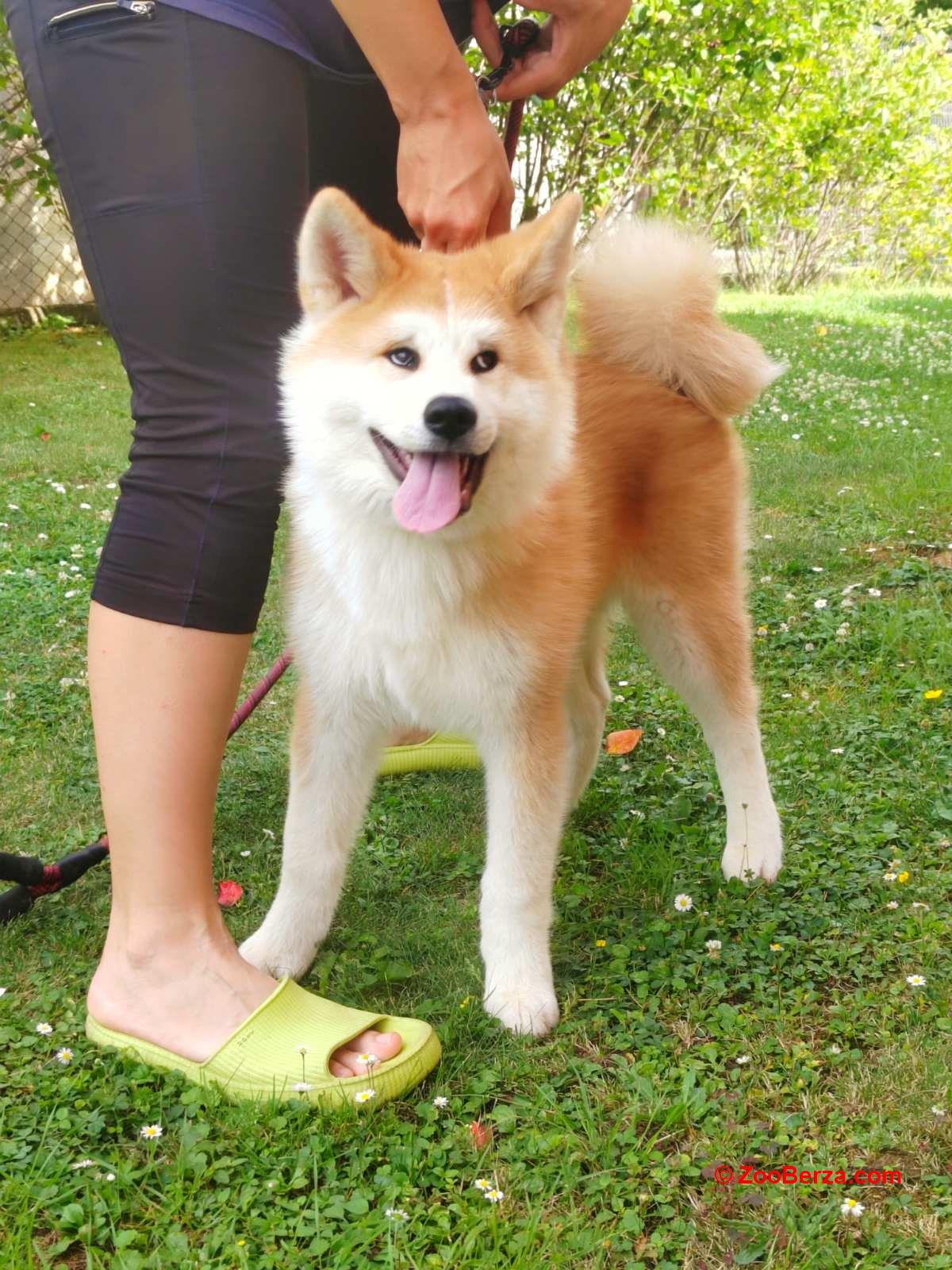Akita Inu prelepi štenci