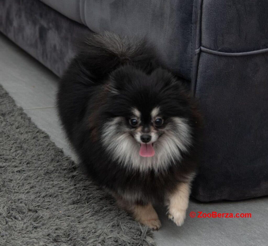 Pomeranac muzjak i zenka na prodaju