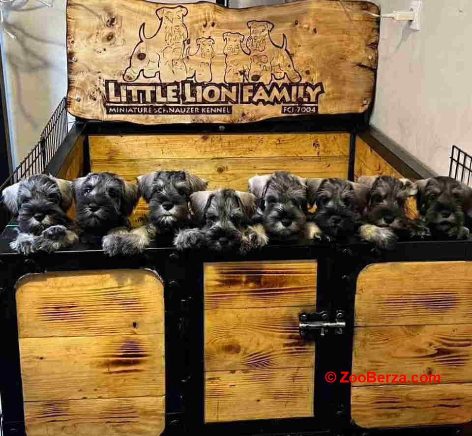 Patuljasti Snauceri biber so   