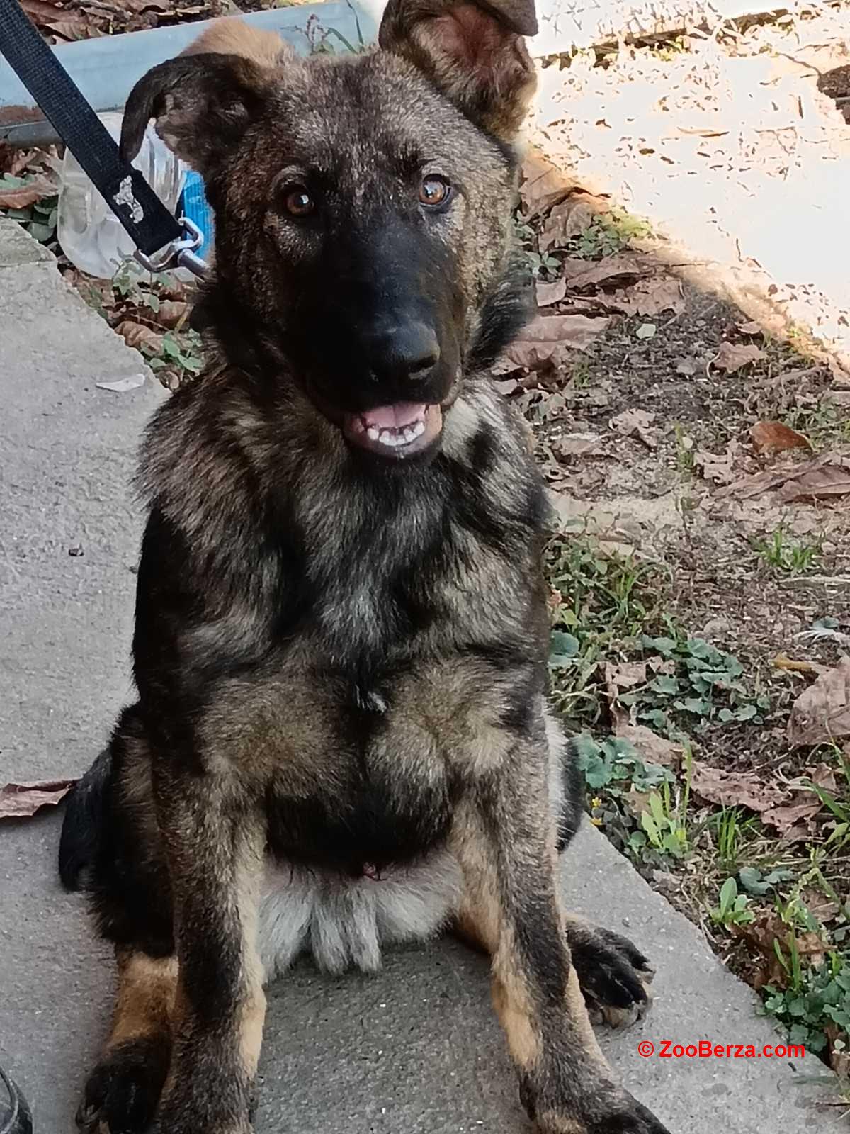 Nemački ovčar štenci 