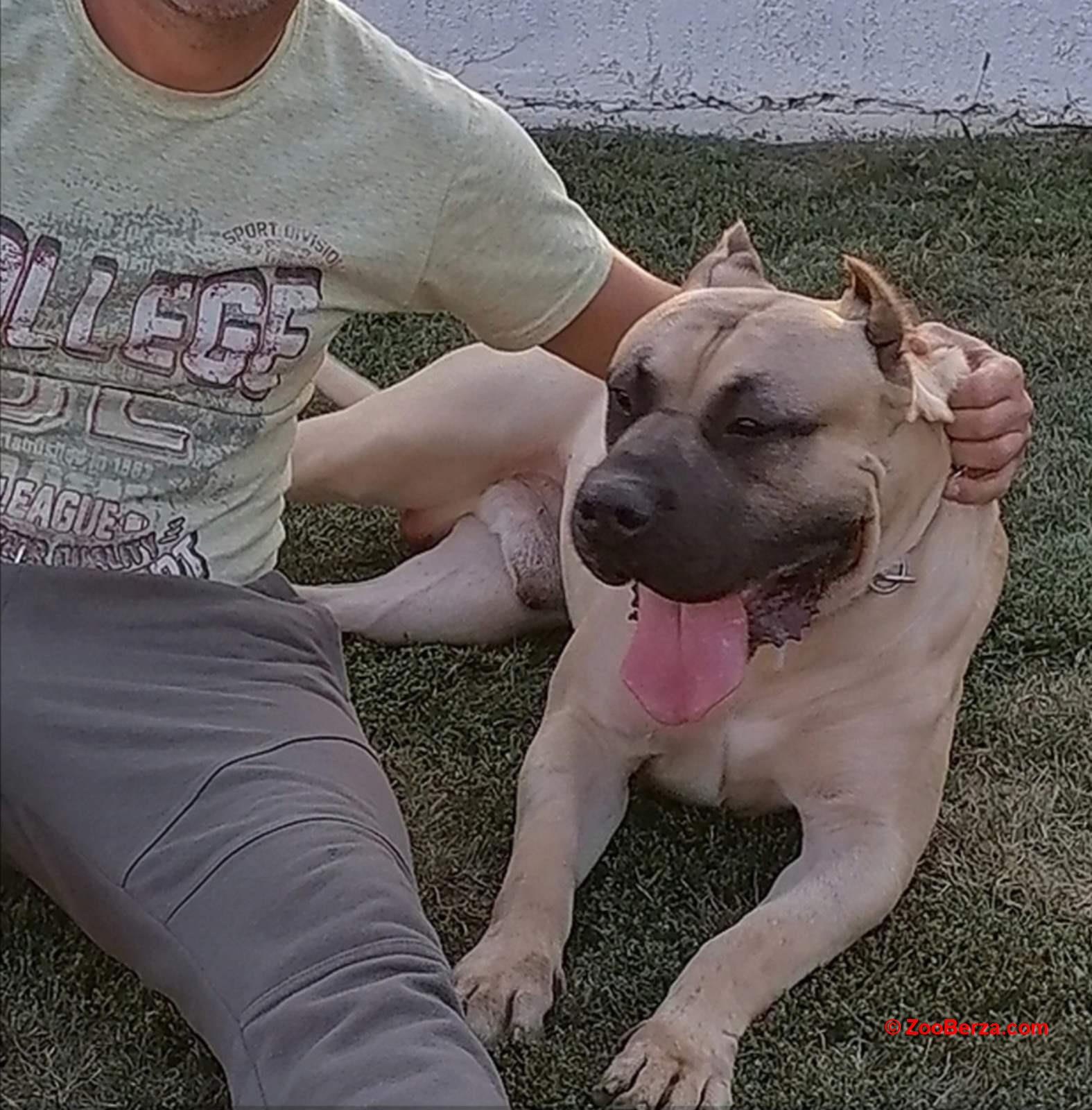 Presa Canario štenci