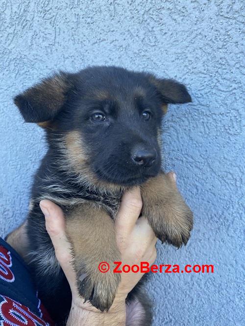 Štenci NEMAČKOG OVČARA